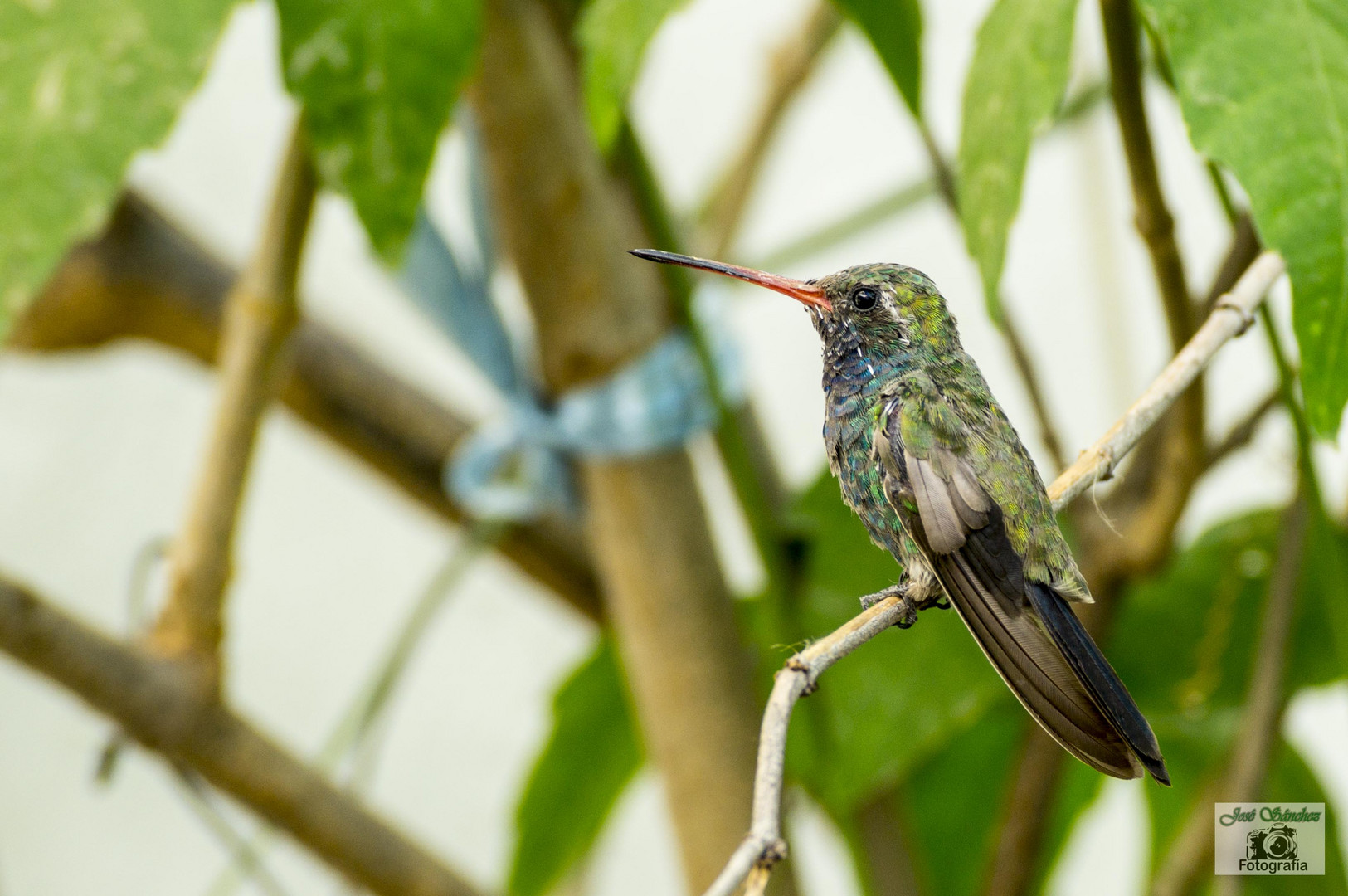 Colibrí en Abril