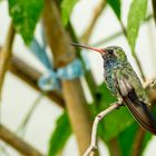 Colibrí en Abril