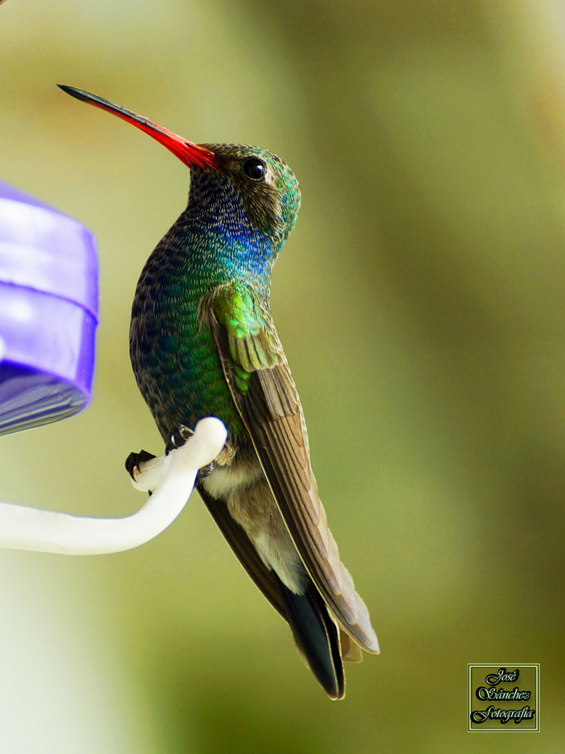 Colibrí en Octubre