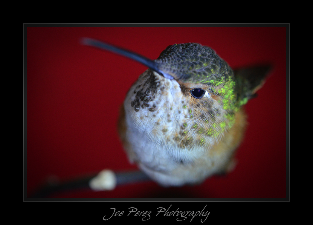 COLIBRI EN PAUSA