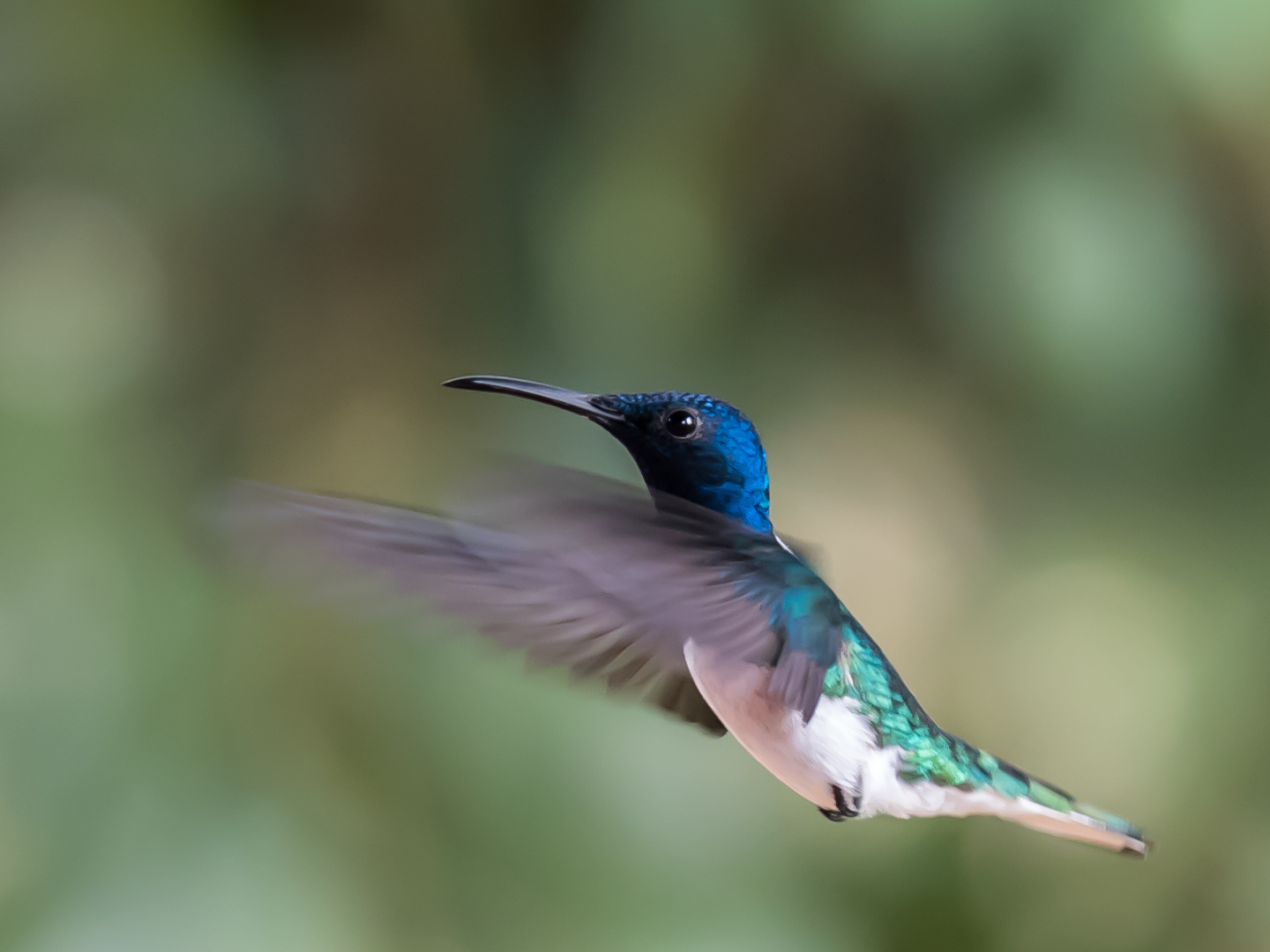 Colibri en vol