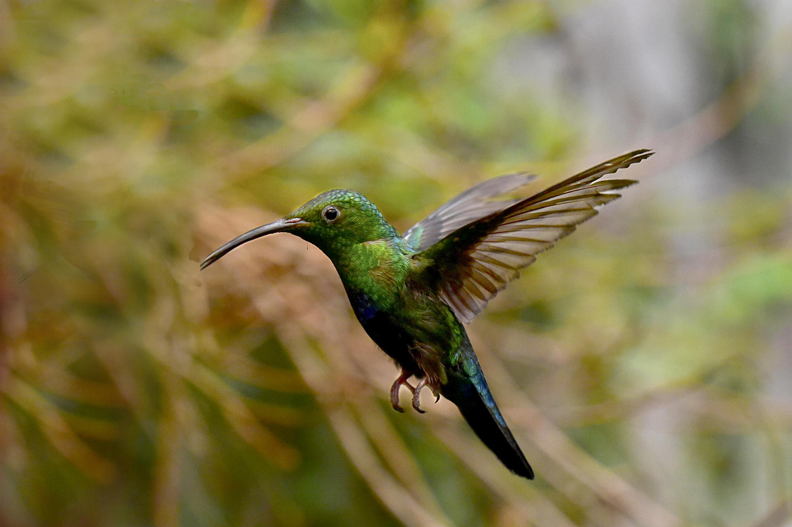 Colibri Eulampis Holosericeus