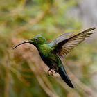 Colibri Eulampis Holosericeus