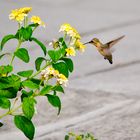 colibrí