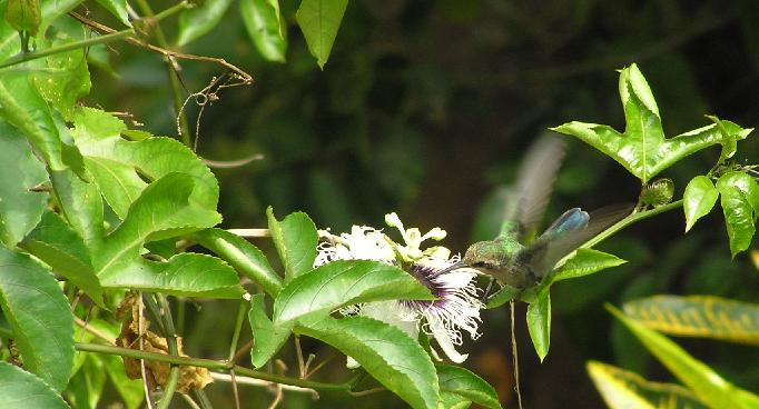 Colibrí