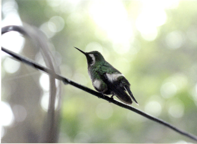 Colibri