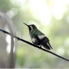 Colibri