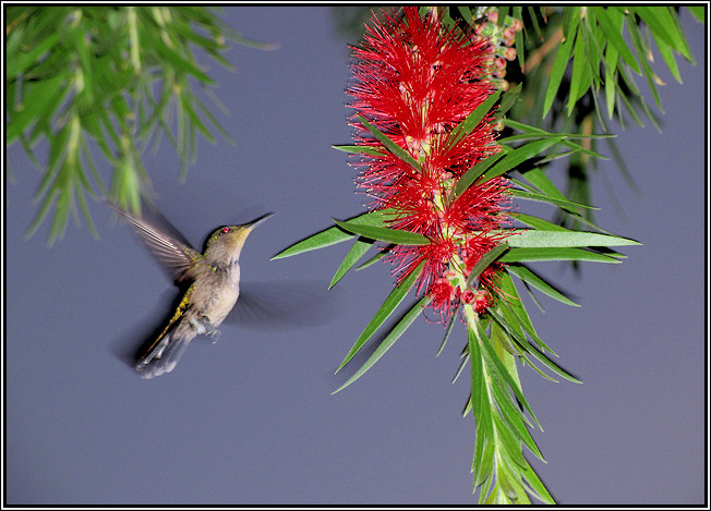 Colibri