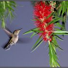 Colibri