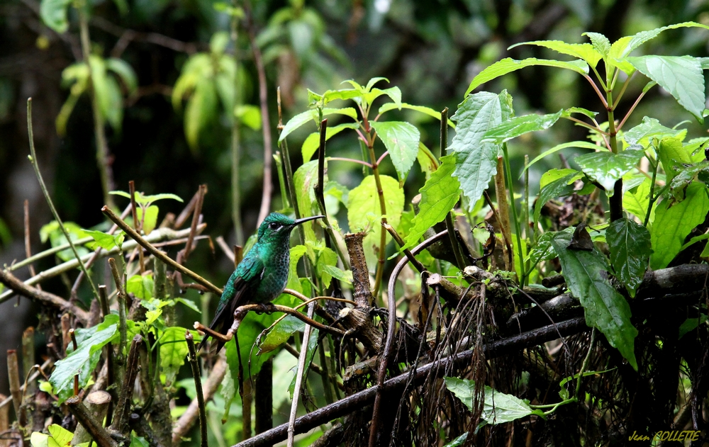 Colibri