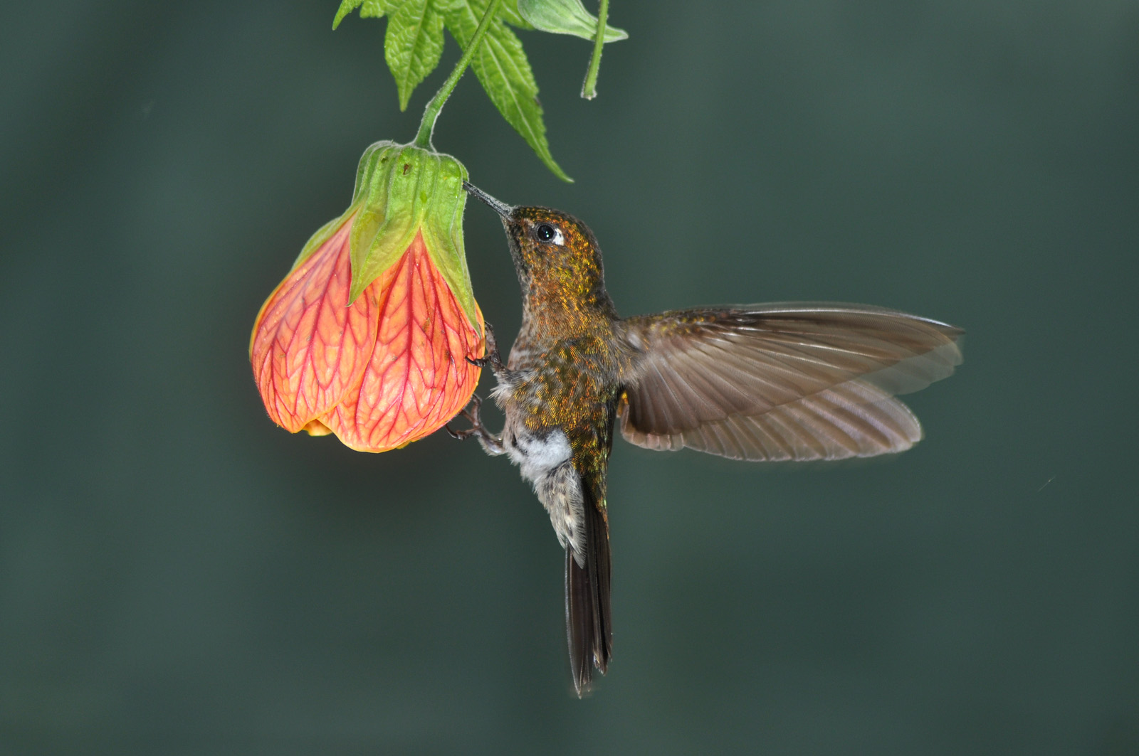 Colibrí