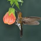 Colibrí