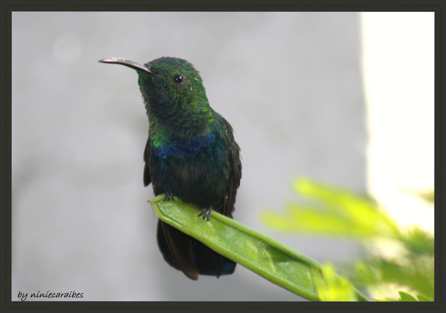 colibri fale vert