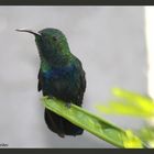 colibri fale vert