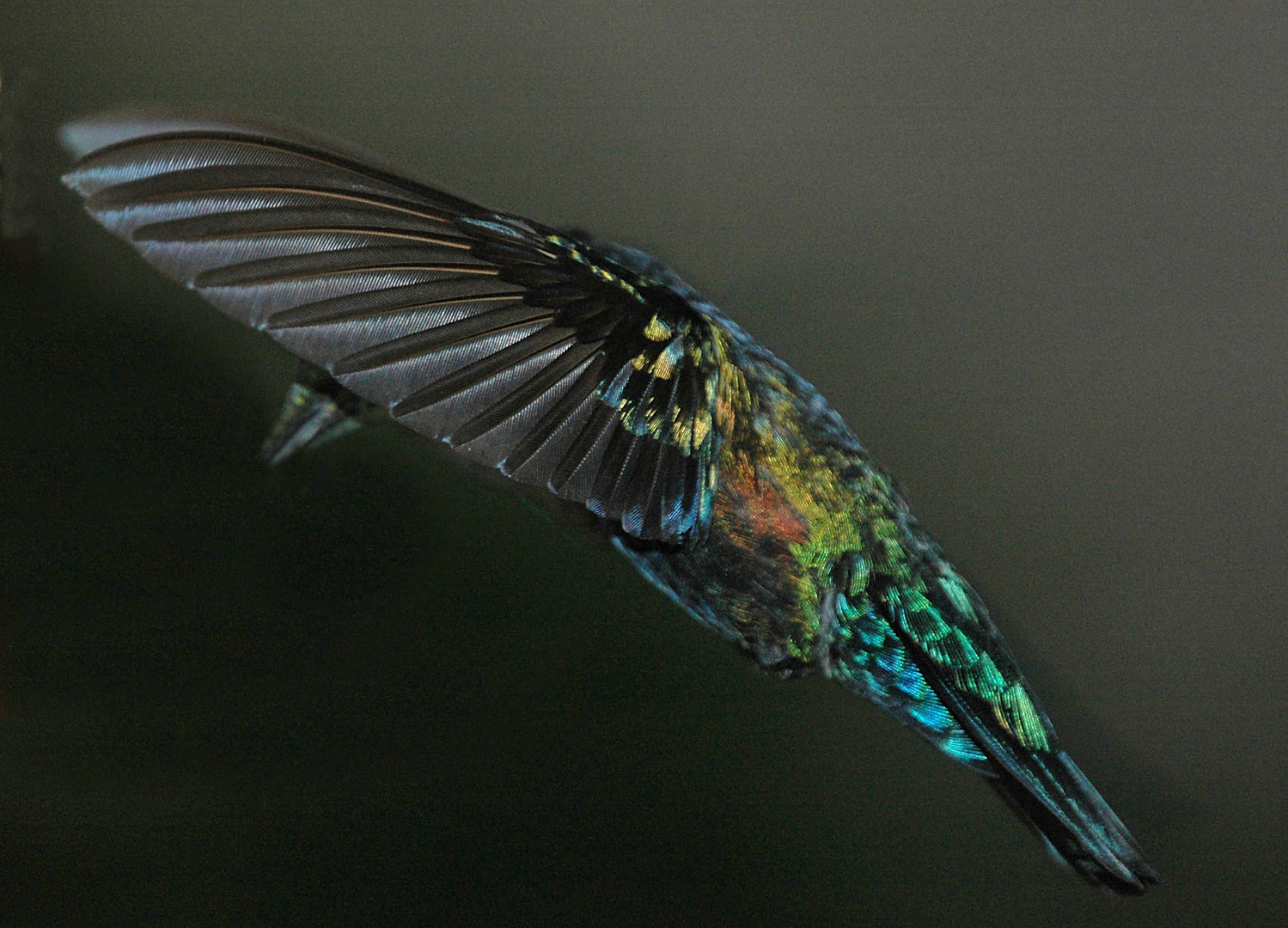 colibri falle vert guadeloupe