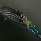 colibri falle vert guadeloupe