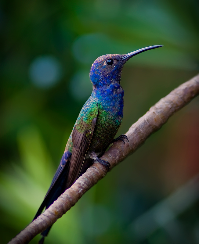 Colibri Imagen Foto Animales Aves Naturaleza Fotos De Fotocommunity