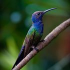 Colibri