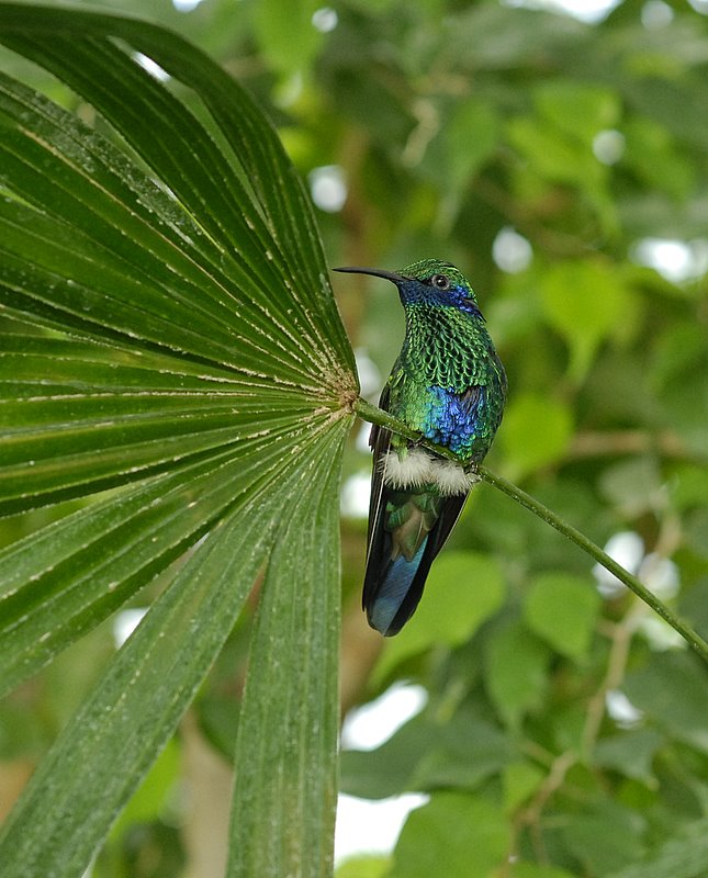 colibri