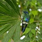 colibri