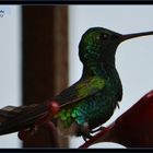 COLIBRI GRANDE COLINEGRO