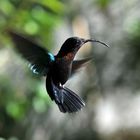 colibri- Guadekloupe