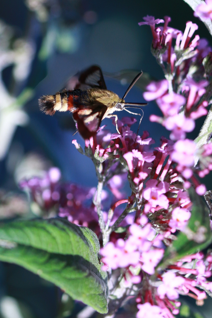 Colibri-Hummel