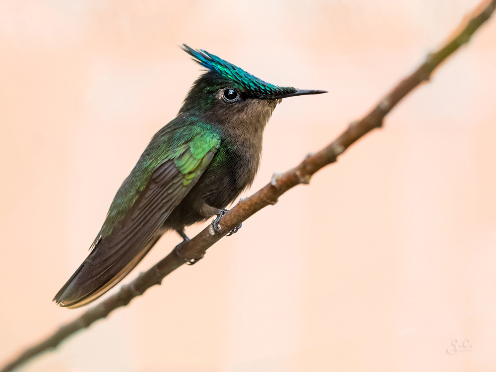 Colibri huppé