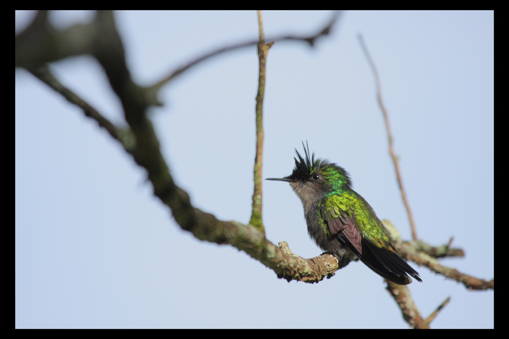 Colibri huppé