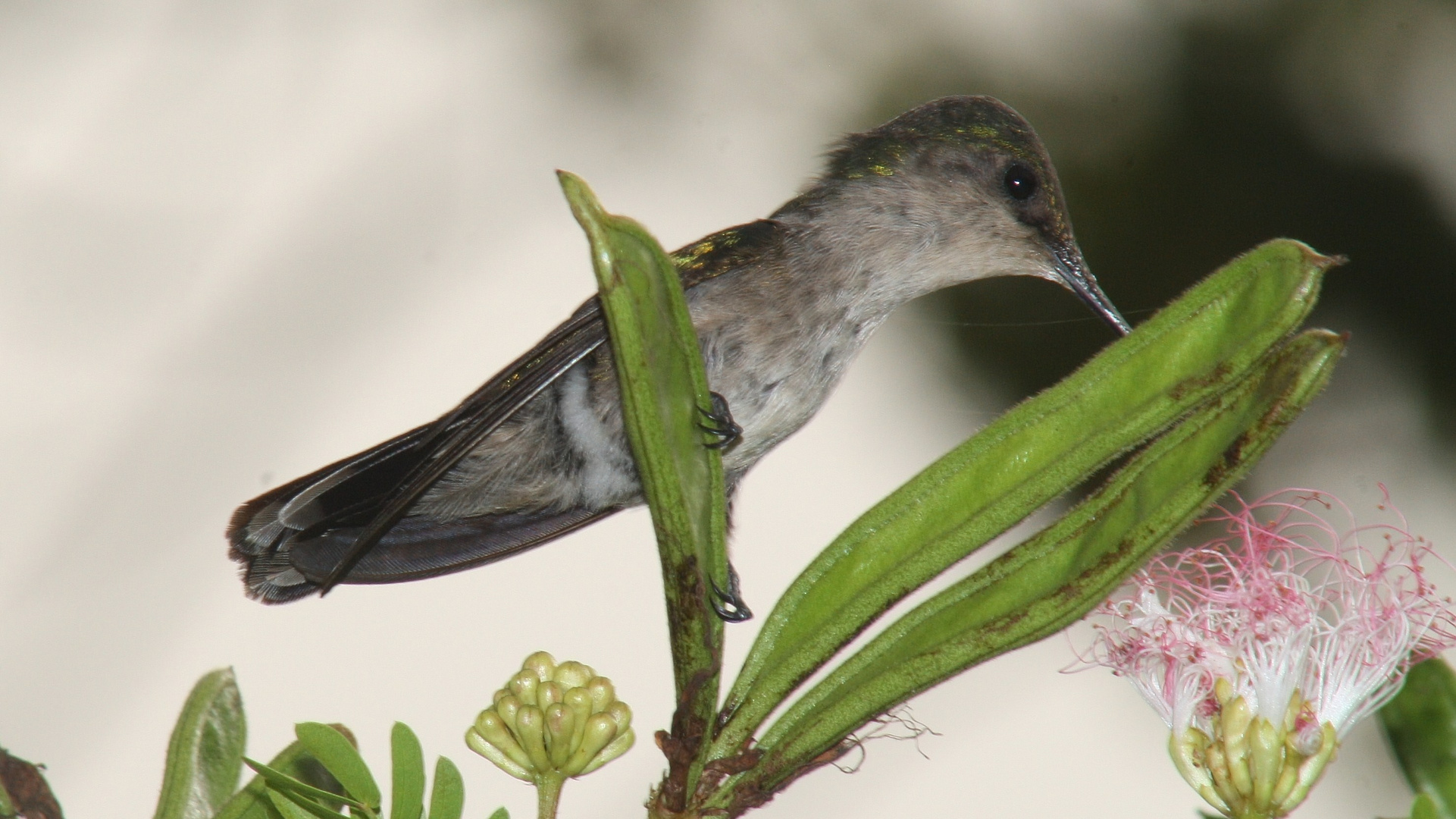 colibri huppé femelle