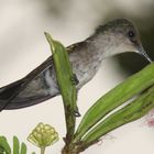 colibri huppé femelle