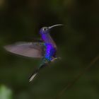 Colibri im Anflug