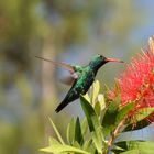 Colibri in Argentinien