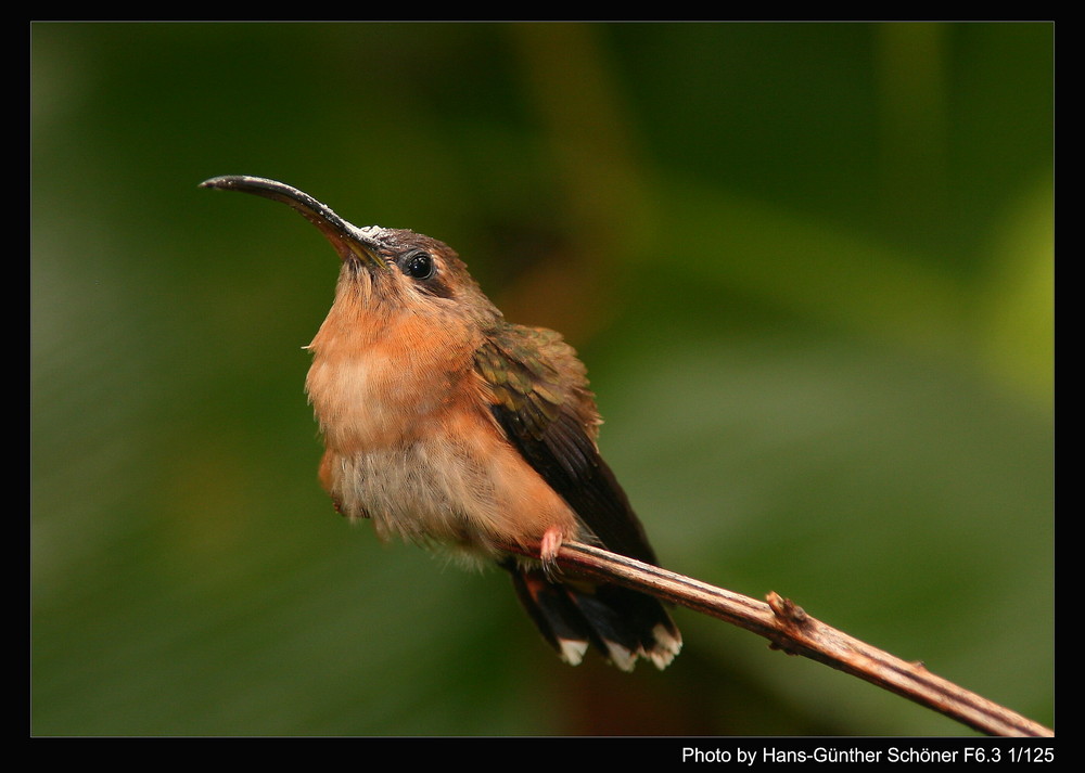 Colibri in Costa Rica