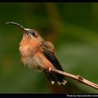 Colibri in Costa Rica