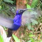 Colibri in Costa Rica