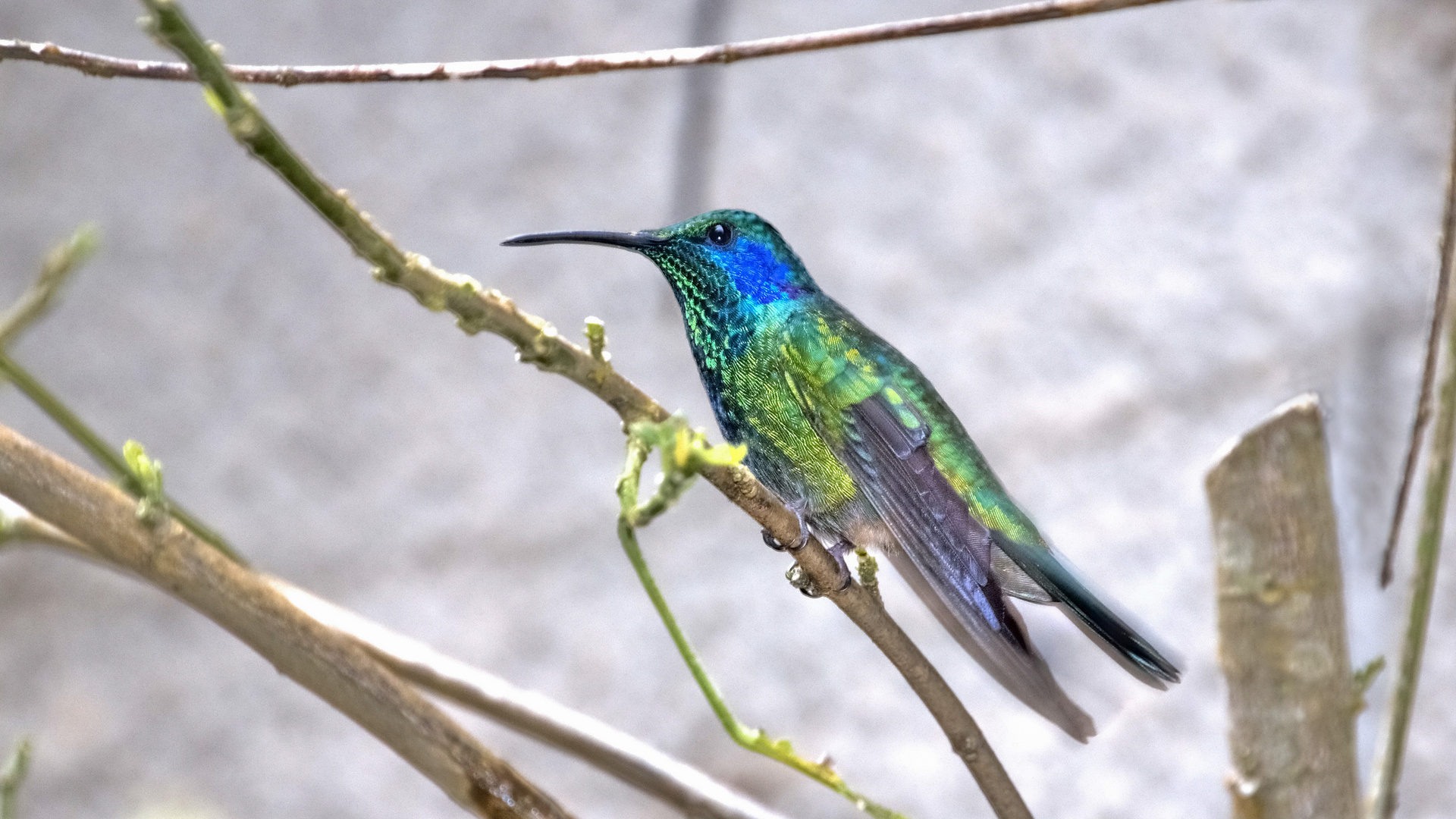 Colibri in Costa Rica