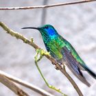 Colibri in Costa Rica