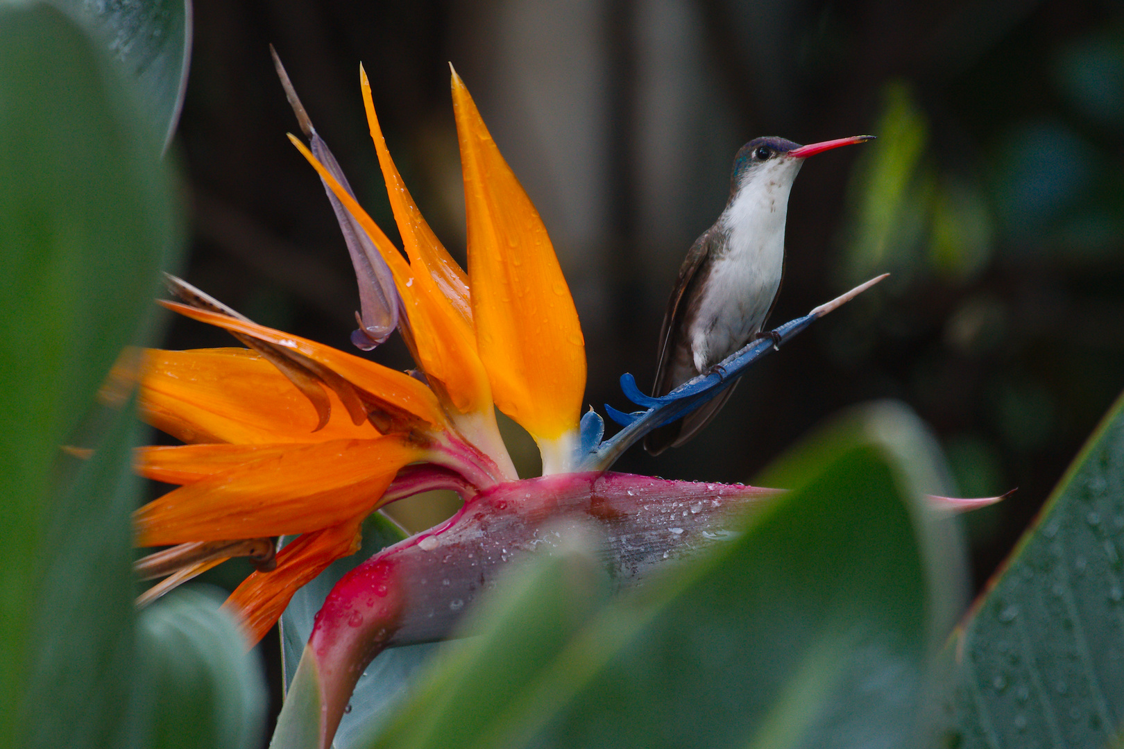 Colibri in Paradise