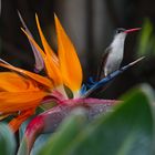 Colibri in Paradise