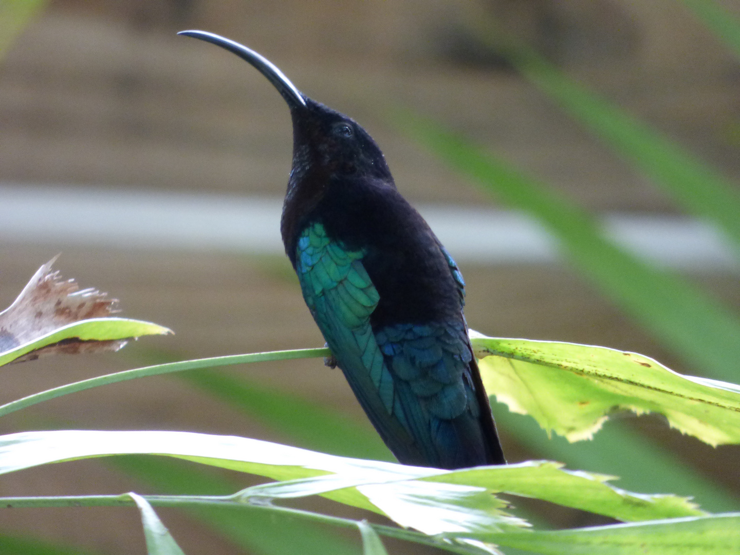 Colibri ( Martinique )