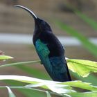 Colibri ( Martinique )