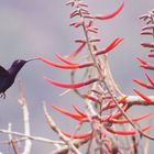 Colibrí morado 