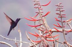 Colibrí morado 