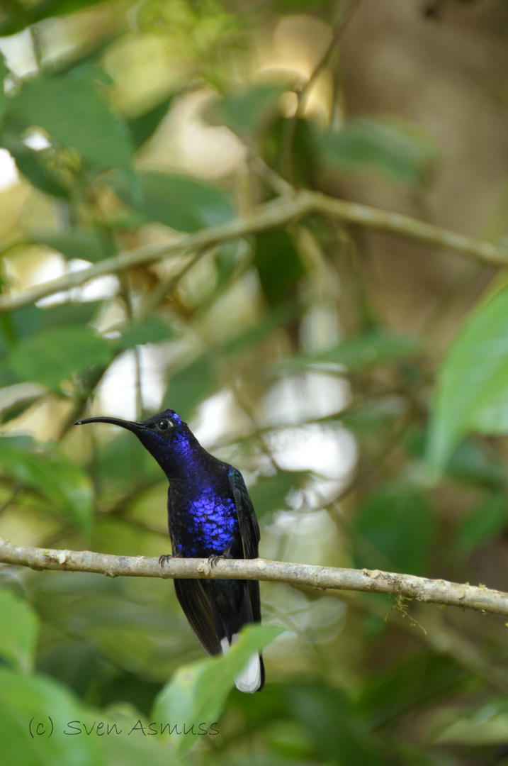 Colibrí Morado (Campylopterus hemileucurus)