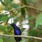 Colibrí Morado (Campylopterus hemileucurus)