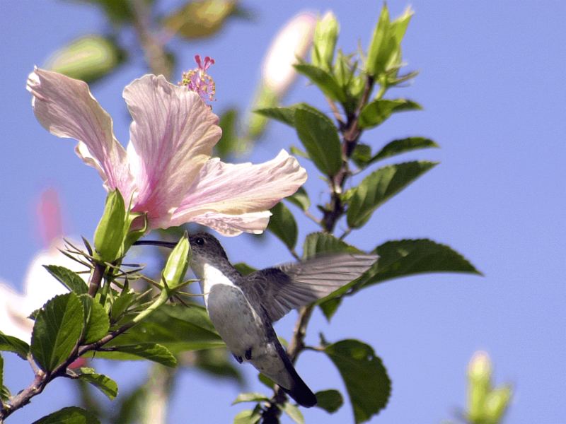 colibri , nikon D1 , 35-80 SYGMA , f11 , s500