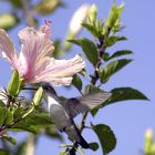 colibri , nikon D1 , 35-80 SYGMA , f11 , s500