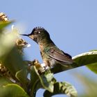 Colibri otoñal