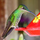 Colibrí Pechiazul